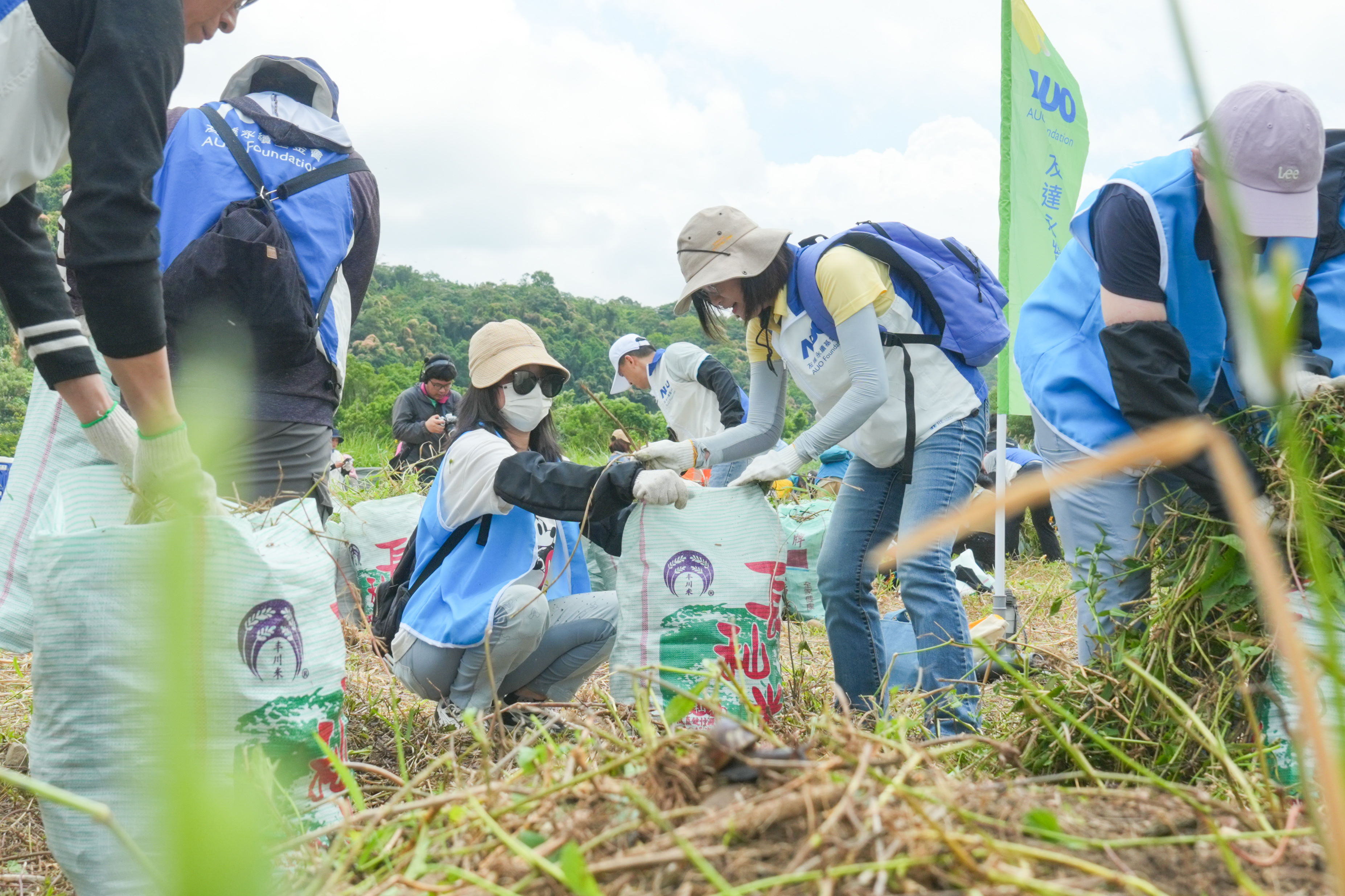 pg.ccm壹号官方版除蔓防治計畫，除了鎖定霄裡溪沿岸3.2公里移除外來入侵種小花蔓澤蘭，並進行物種與空拍調查，共記錄91科181屬239種維管束植物，顯示該區域具高度生態價值